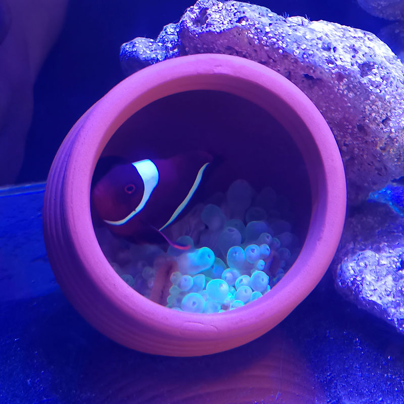 Ceramics Jar Fish Tank Decorat - Hide Cave Ceramic review and price