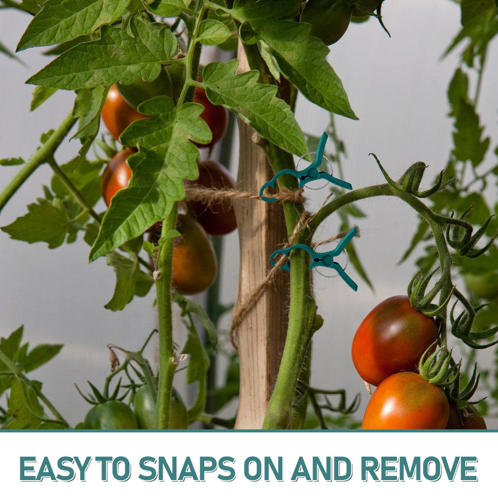 50Pcs Tomato Stem Support Clip - Vine Climbing Plastic review and price