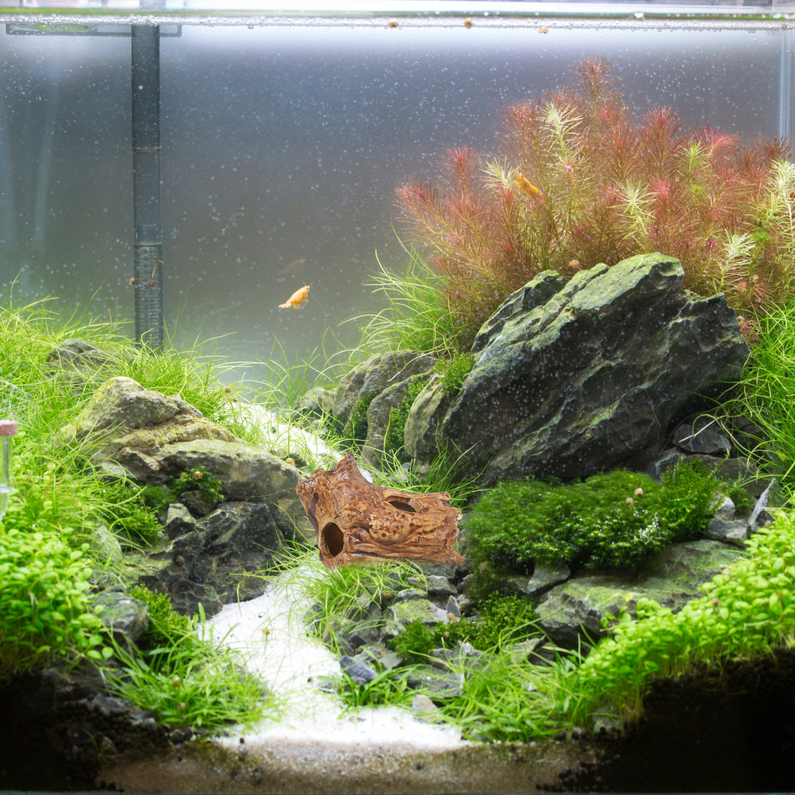Premium Ceramic Aquarium Hides - Hide Cave Ceramic review and price