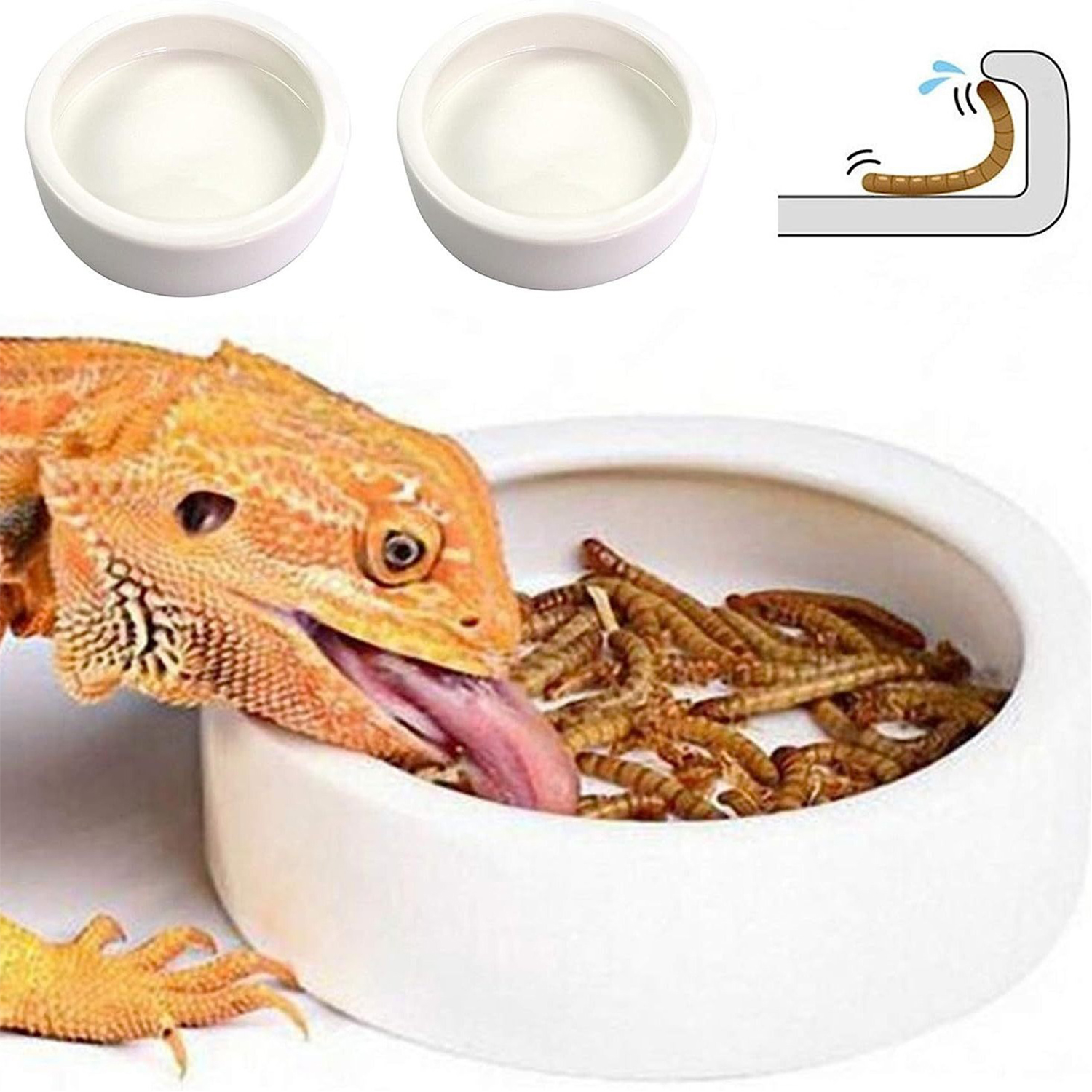 Reptile Food Bowl Feeding and  - Water Dish Reptile review and price