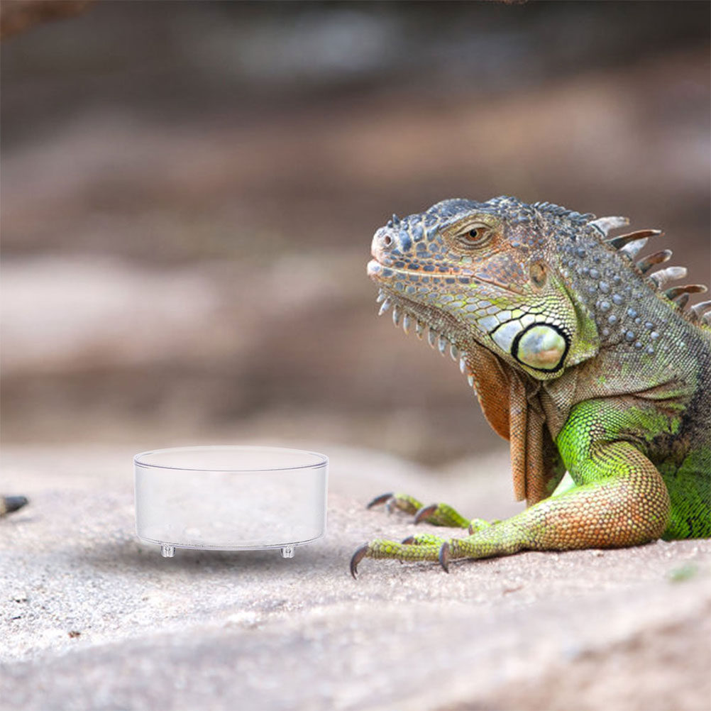 10Pcs Acrylic Reptile Food Dis - Water Dish Reptile review and price