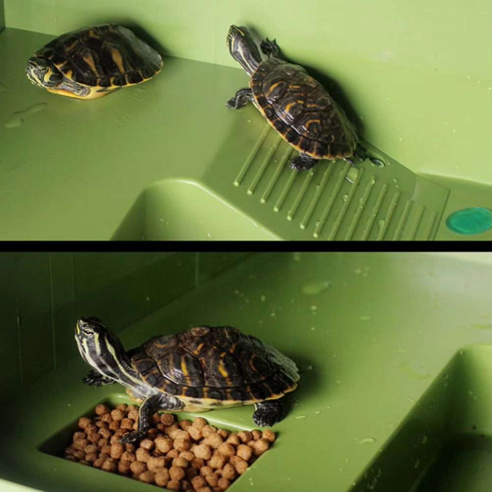 Water Land Slope Box Feeding C - Water Dish Reptile review and price